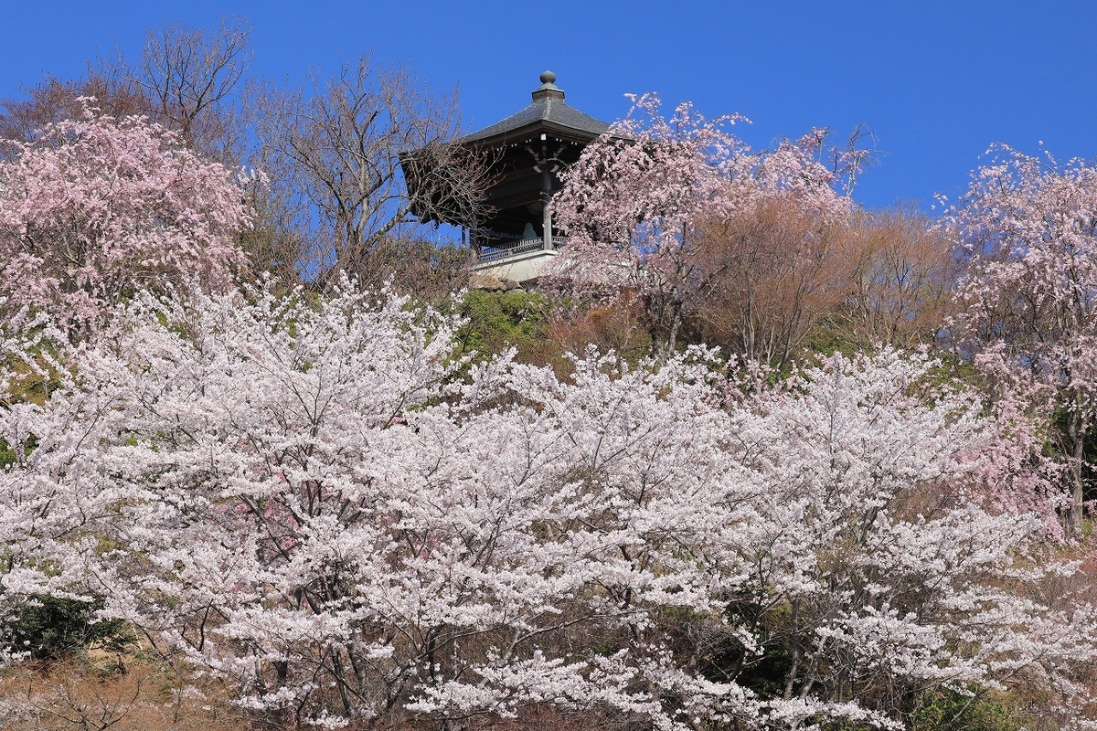 京都「善峯寺」桜 2025 - tooniiの写真日記
