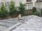 ねこ