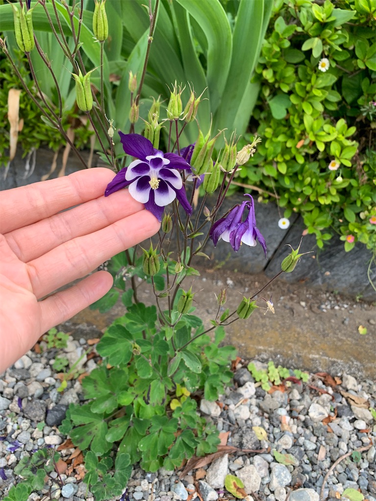 f:id:topako:20210510193527j:image