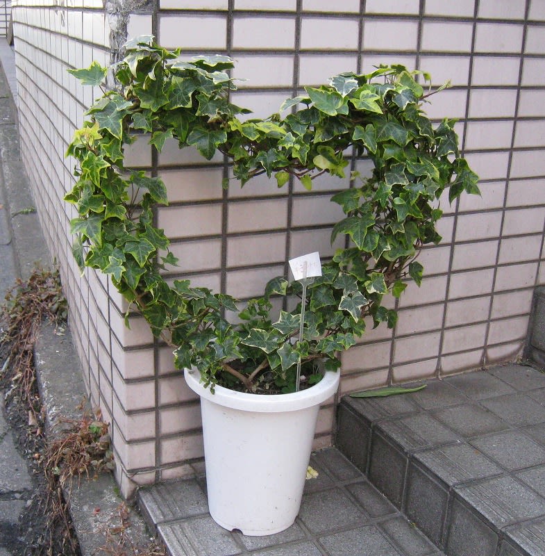 ハートのトピアリー ハートのトピアリー - 植物アート・トピアリーブログ
