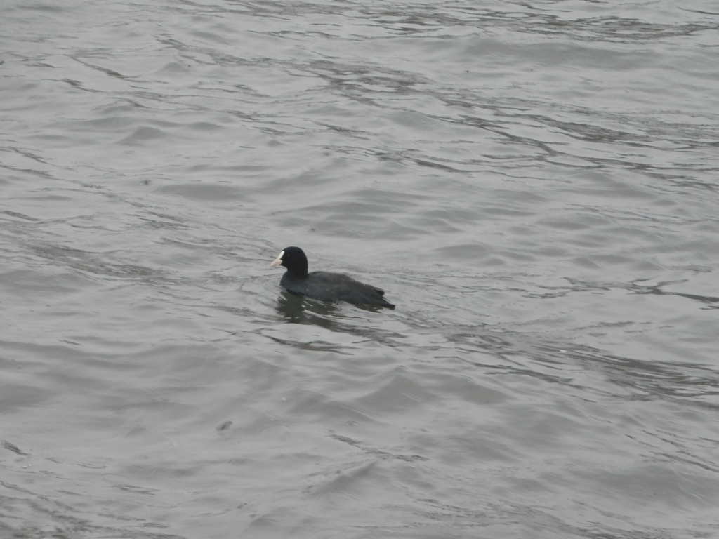 f:id:topvalue:20180321171455j:plain f:id:topvalue:20180321171455j:plain