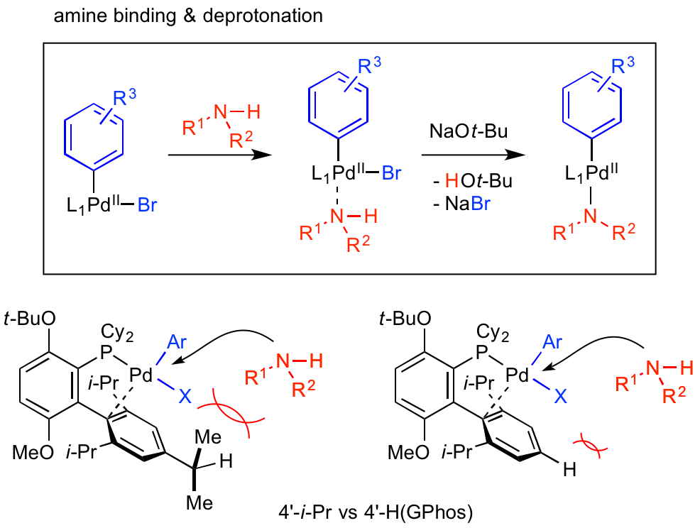 Buchwald-Hartwig-3-1