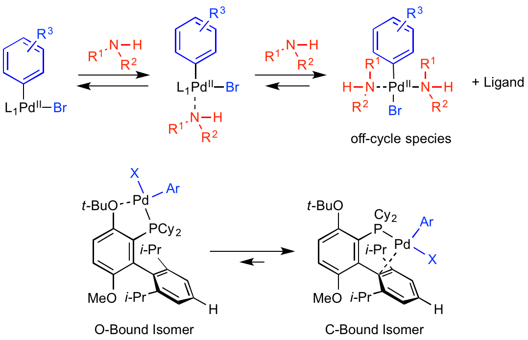 Buchwald-Hartwig-3-2