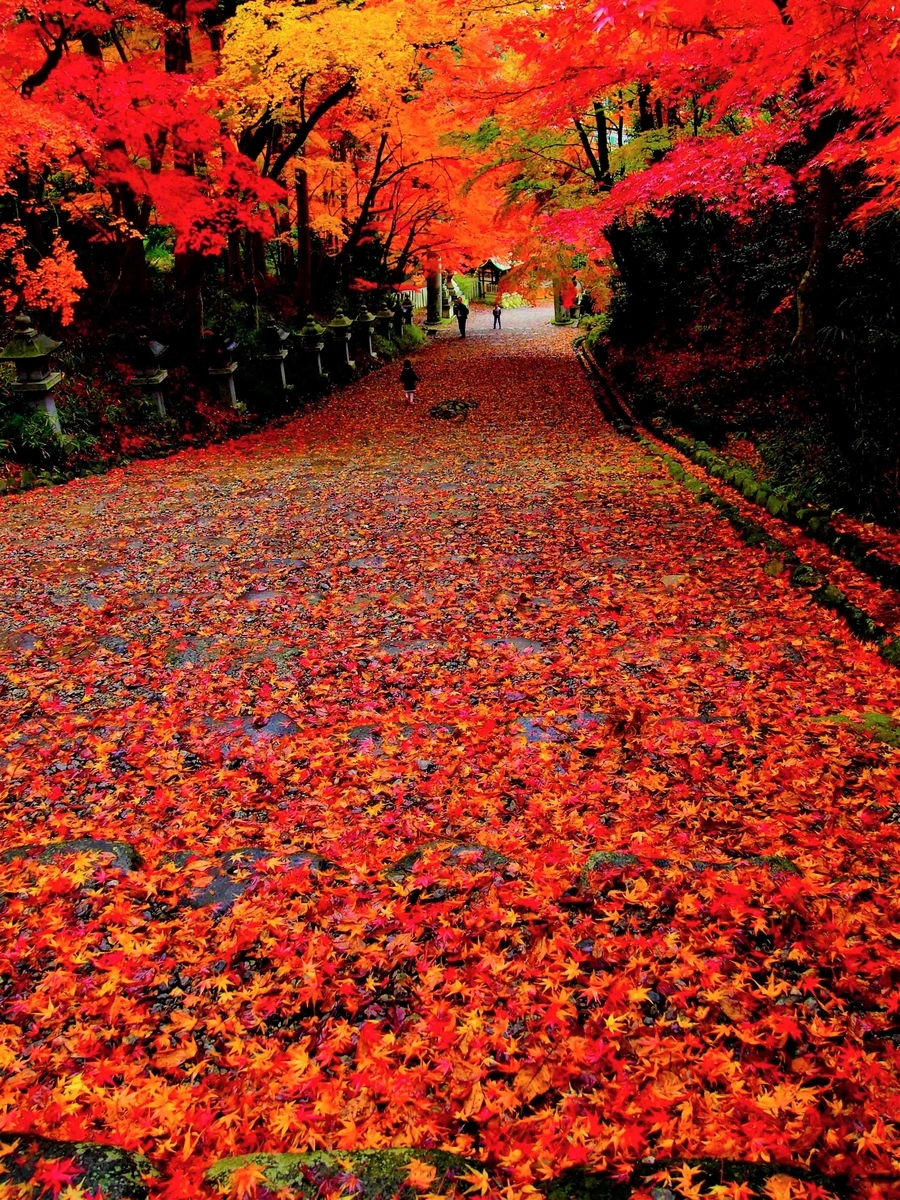 岐阜 滋賀紅葉ツアー 隠れた名所 絶景スポットへ トラベルーダ
