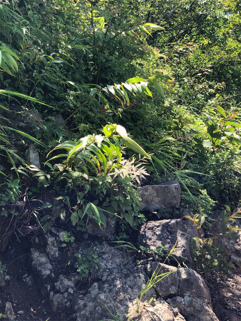 f:id:toracamino:20190826005448j:image f:id:toracamino:20190826005448j:image