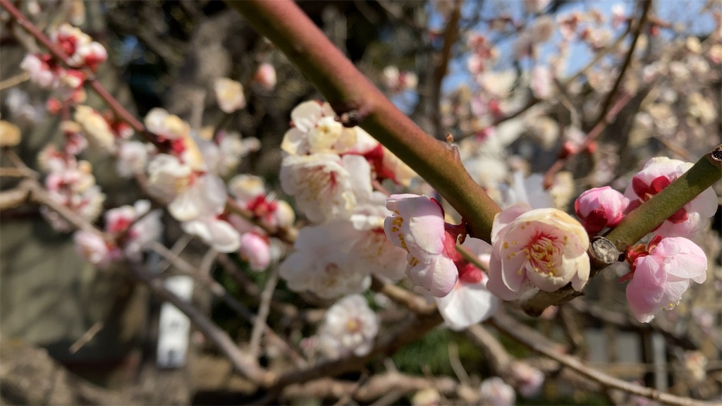 f:id:torachan1986:20210307195820j:image