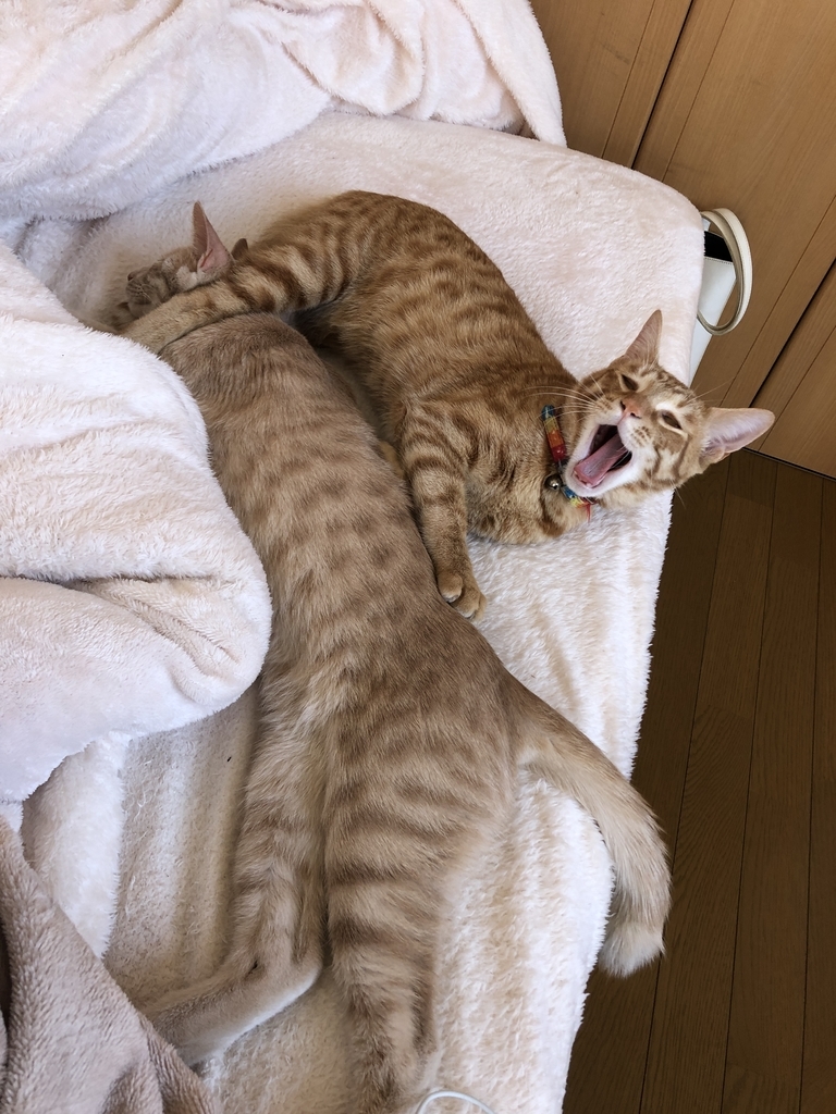 f:id:torachiii:20190105183511j:plain
