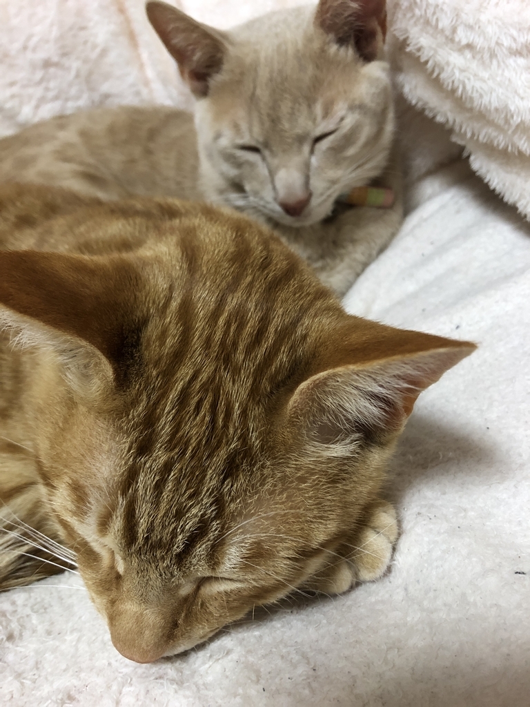 f:id:torachiii:20190106152551j:plain
