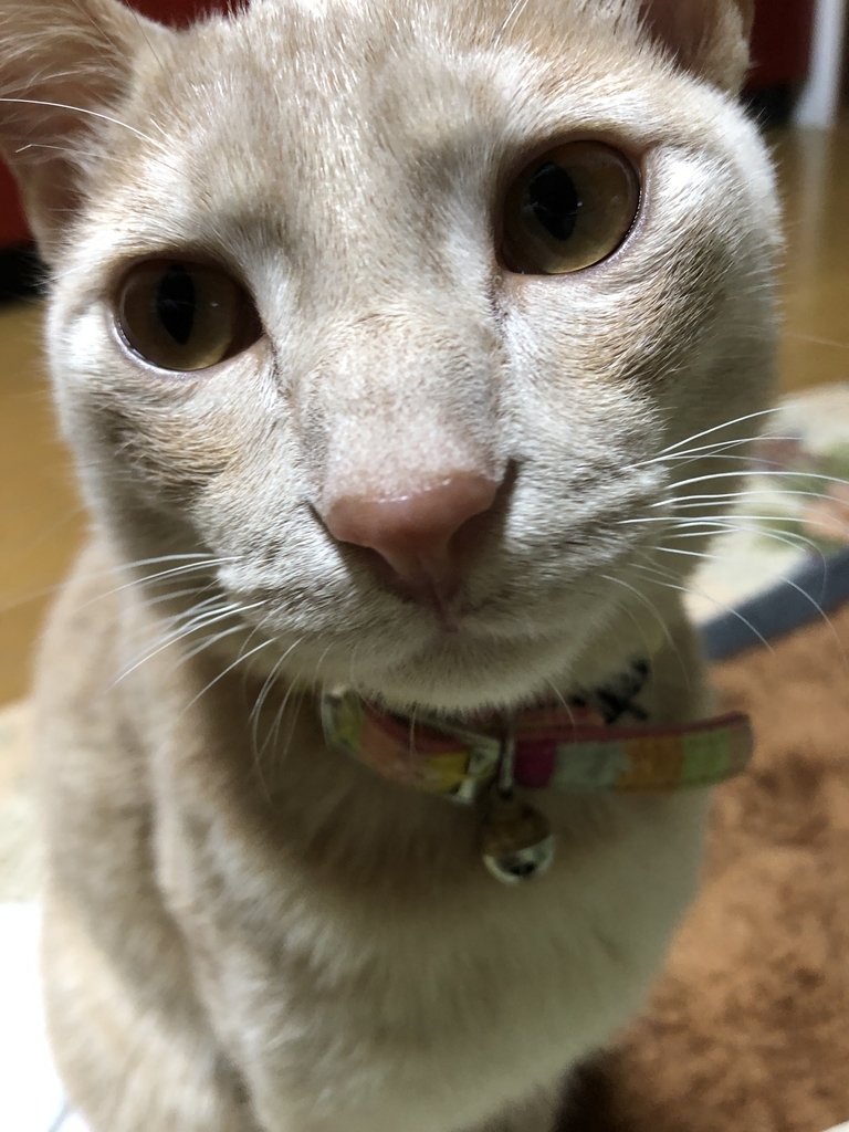 f:id:torachiii:20190109204922j:plain