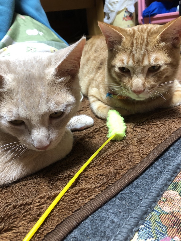 f:id:torachiii:20190114134244j:plain