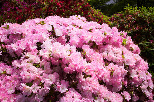 f:id:torago_tk:20190511203352j:plain