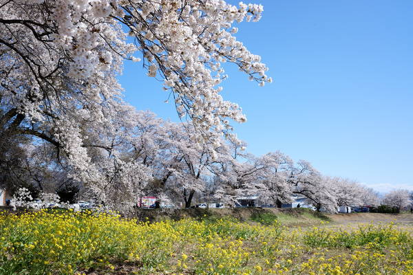 f:id:torago_tk:20191231162810j:plain