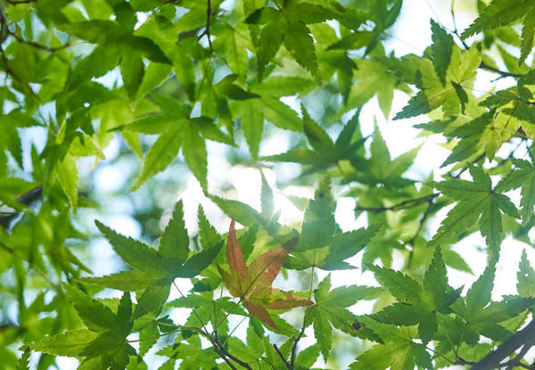 f:id:torago_tk:20191231164725j:plain