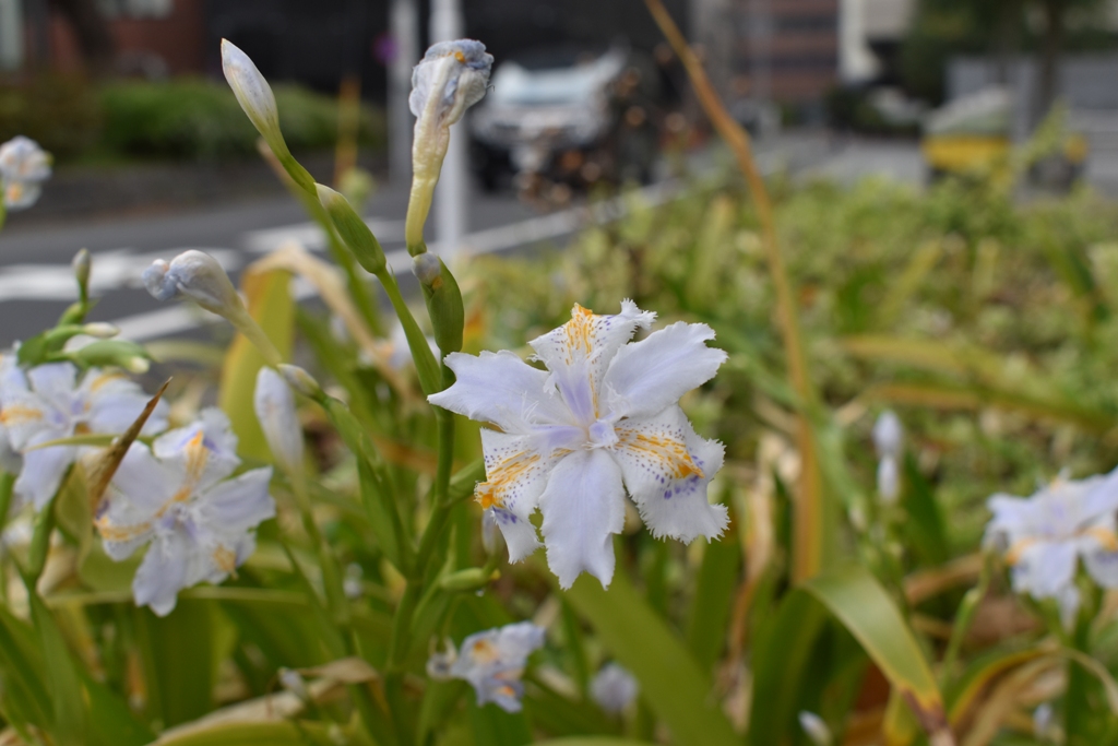 f:id:torakichi7:20190330094415j:plain