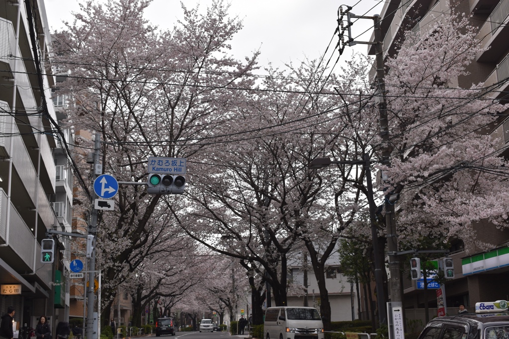 f:id:torakichi7:20190330124742j:plain