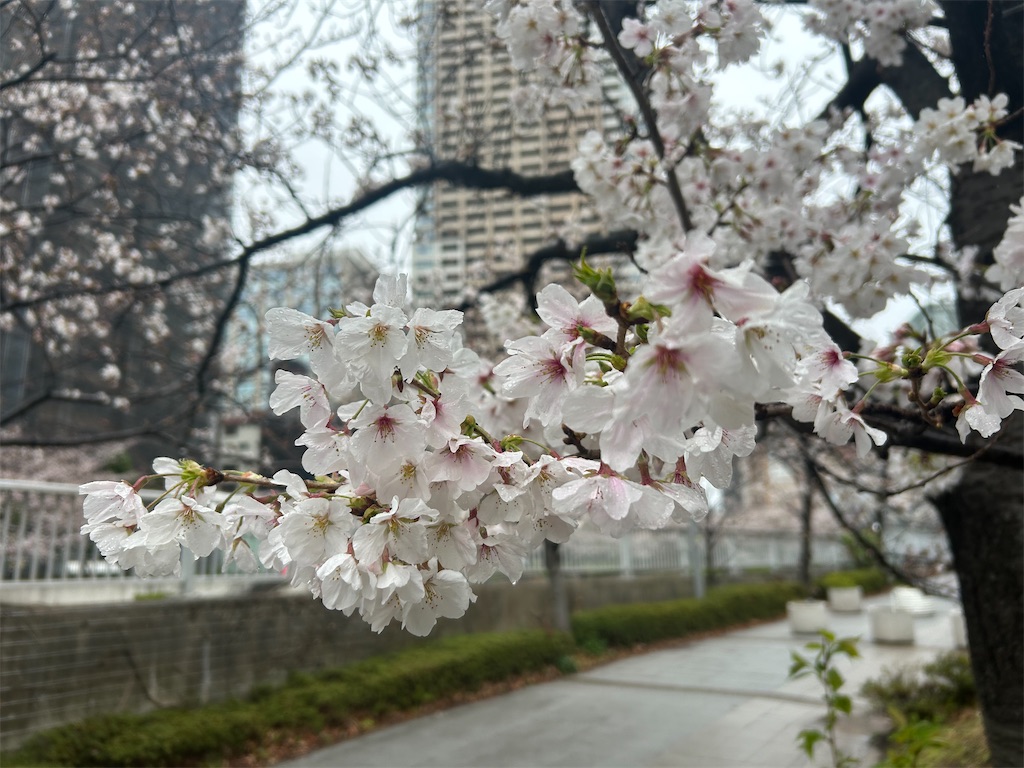 f:id:torakichi7:20250406093347j:image