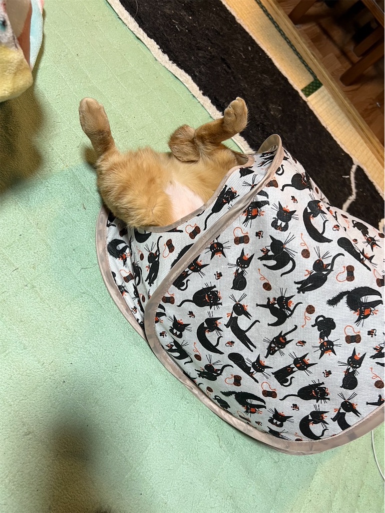 f:id:torakichi7:20260321175237j:image f:id:torakichi7:20260321175237j:image