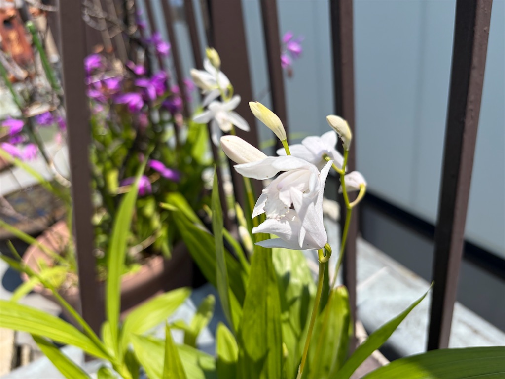 f:id:torakichi7:20260505095609j:image f:id:torakichi7:20260505095609j:image