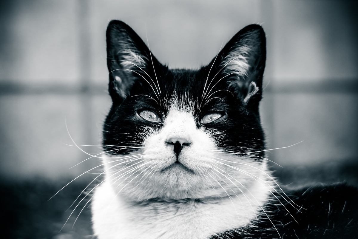 f:id:torakota:20190617170546j:plain f:id:torakota:20190617170546j:plain