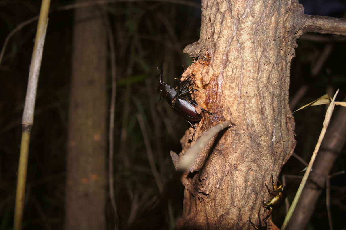 f:id:toraloc21:20150710200744j:plain