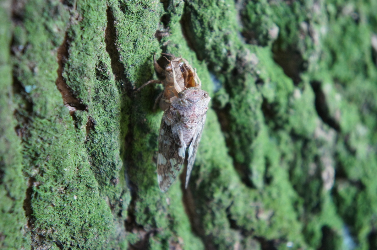 f:id:toraloc21:20210723075725j:plain