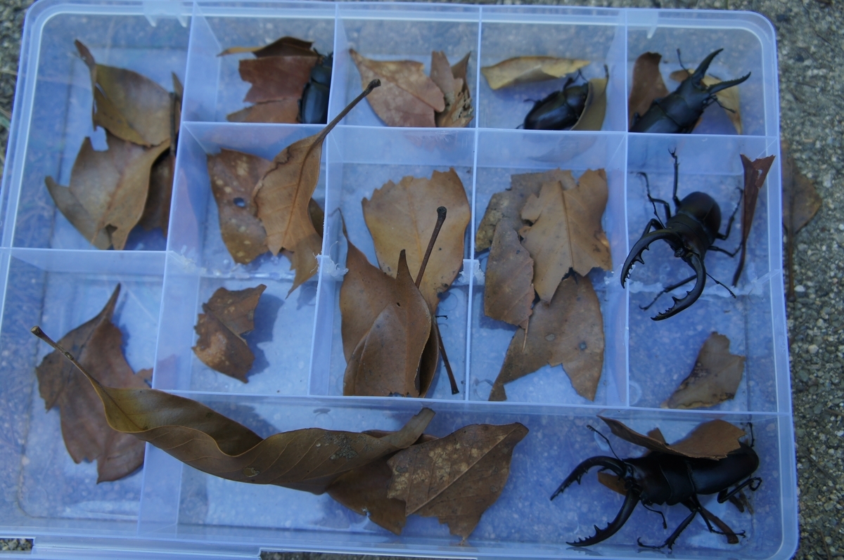 f:id:toraloc21:20210723090820j:plain