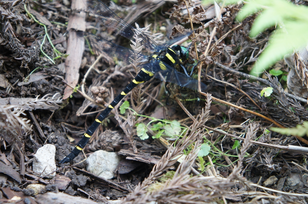 f:id:toraloc21:20210723111013j:plain