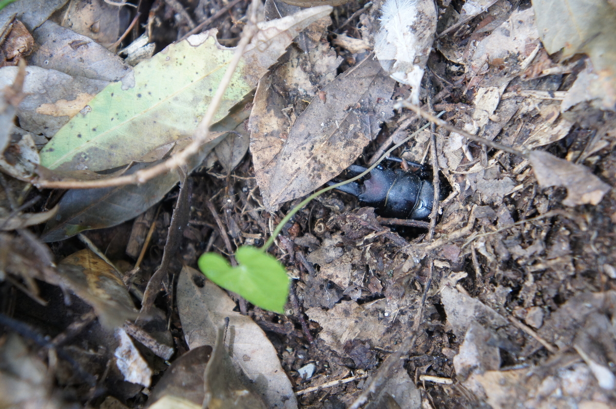 f:id:toraloc21:20210723132916j:plain