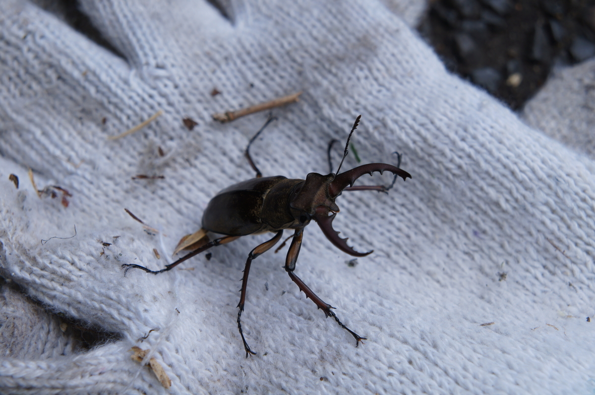 f:id:toraloc21:20210723133913j:plain