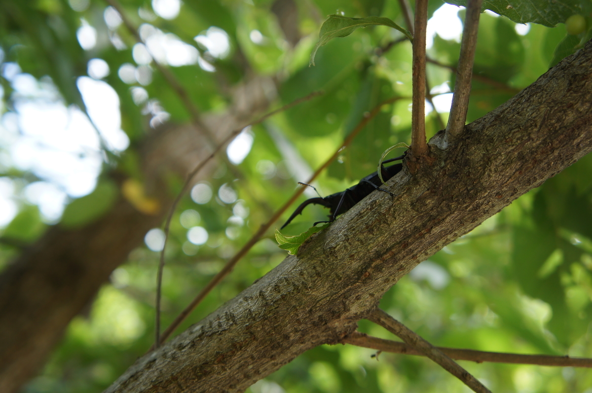 f:id:toraloc21:20210723144156j:plain