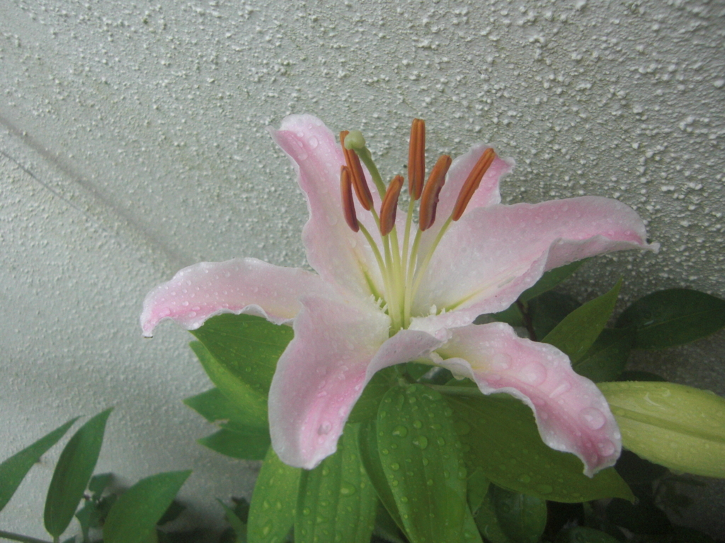 f:id:toramarutan:20180707110519j:plain f:id:toramarutan:20180707110519j:plain