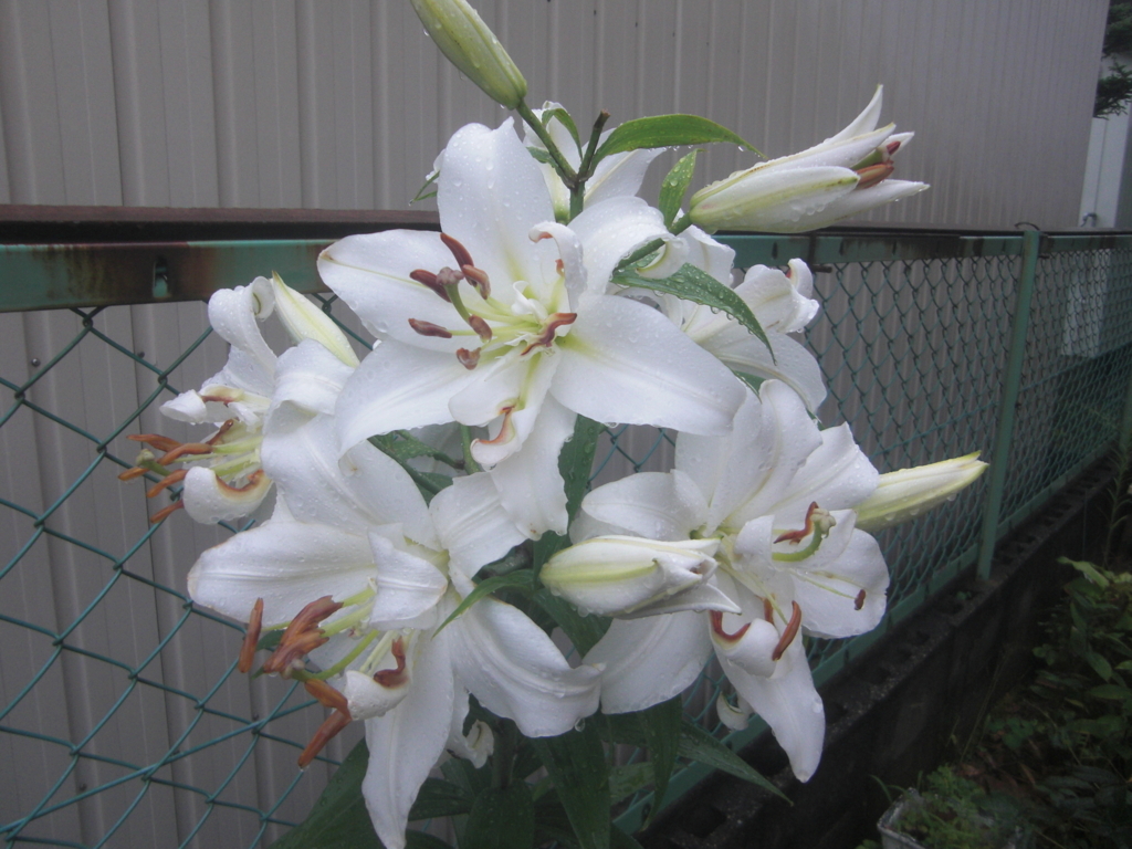 f:id:toramarutan:20180707110633j:plain f:id:toramarutan:20180707110633j:plain