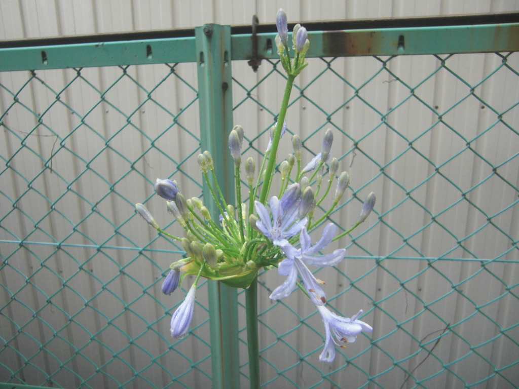 f:id:toramarutan:20180707110737j:plain f:id:toramarutan:20180707110737j:plain