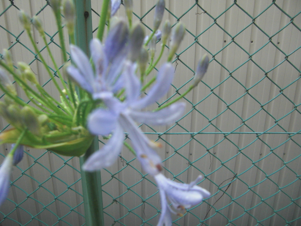 f:id:toramarutan:20180707110822j:plain f:id:toramarutan:20180707110822j:plain