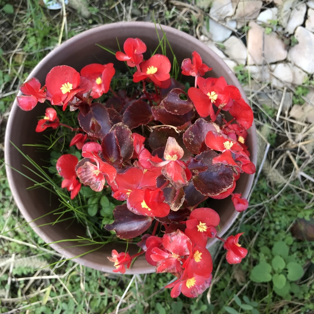 f:id:toramarutan:20181124193155j:plain f:id:toramarutan:20181124193155j:plain