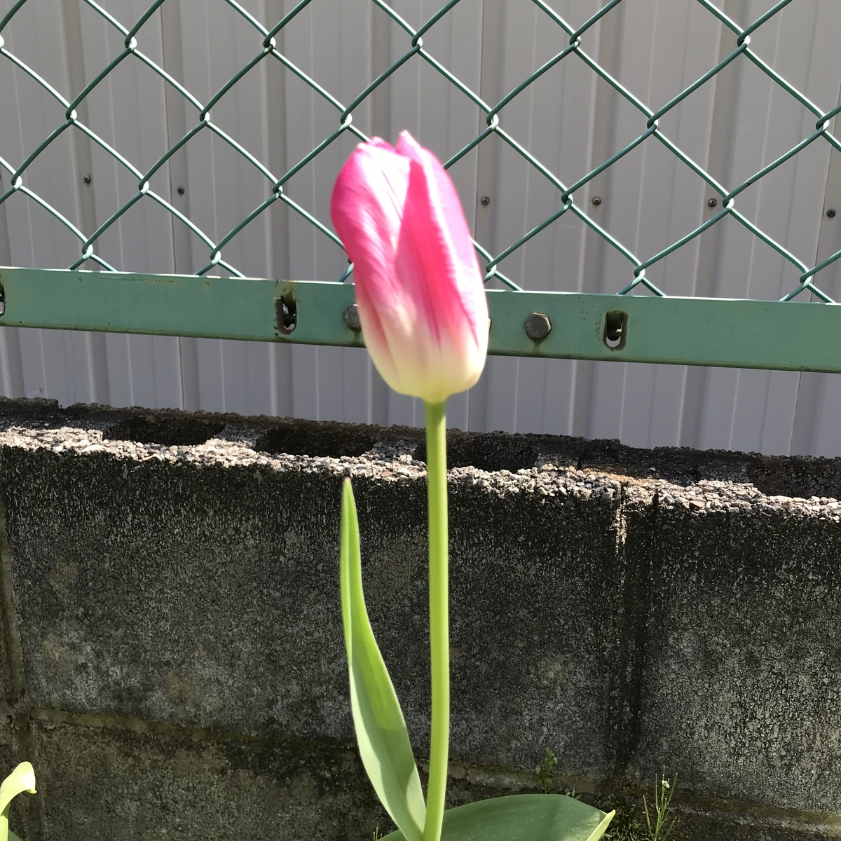 f:id:toramarutan:20190408203049j:plain f:id:toramarutan:20190408203049j:plain