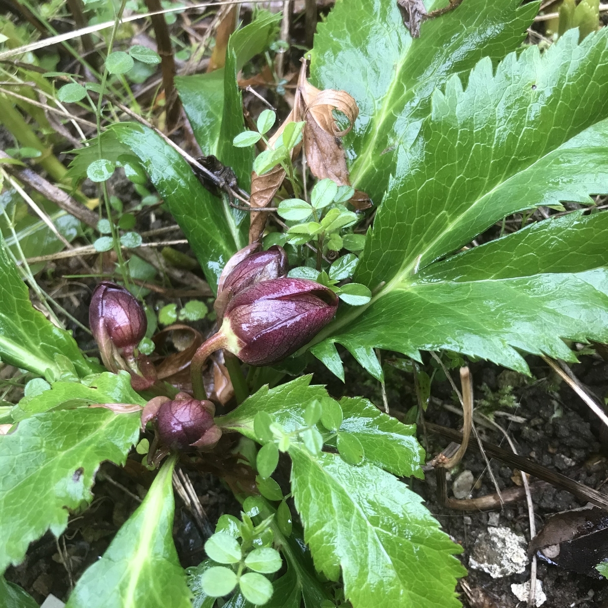 f:id:toramarutan:20200202184643j:plain