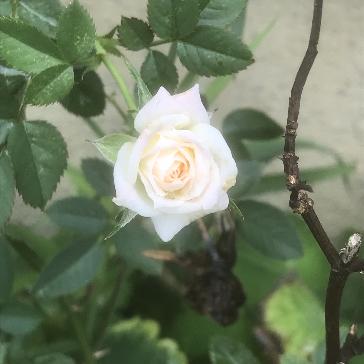 f:id:toramarutan:20201002083612j:plain