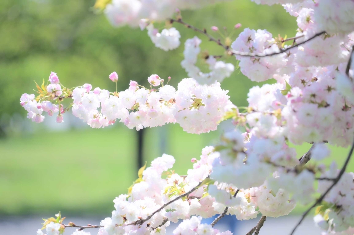 f:id:toranoana-lab:20210414202503j:plain