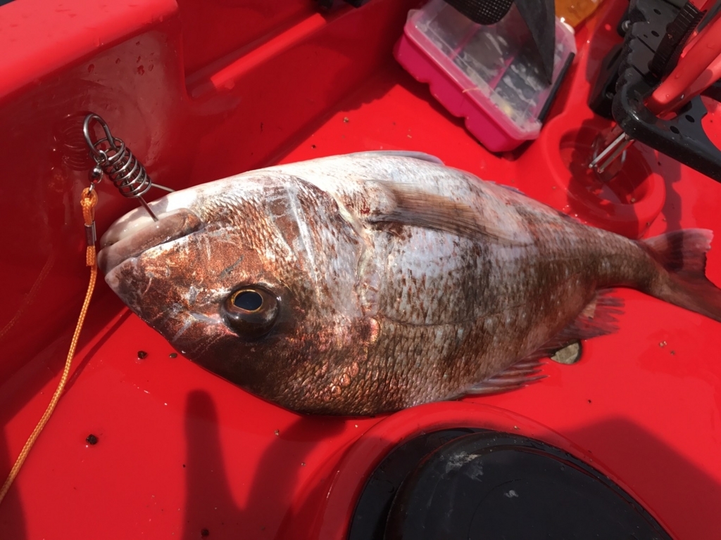 f:id:torappi_kayak2016:20170619101311j:plain f:id:torappi_kayak2016:20170619101311j:plain