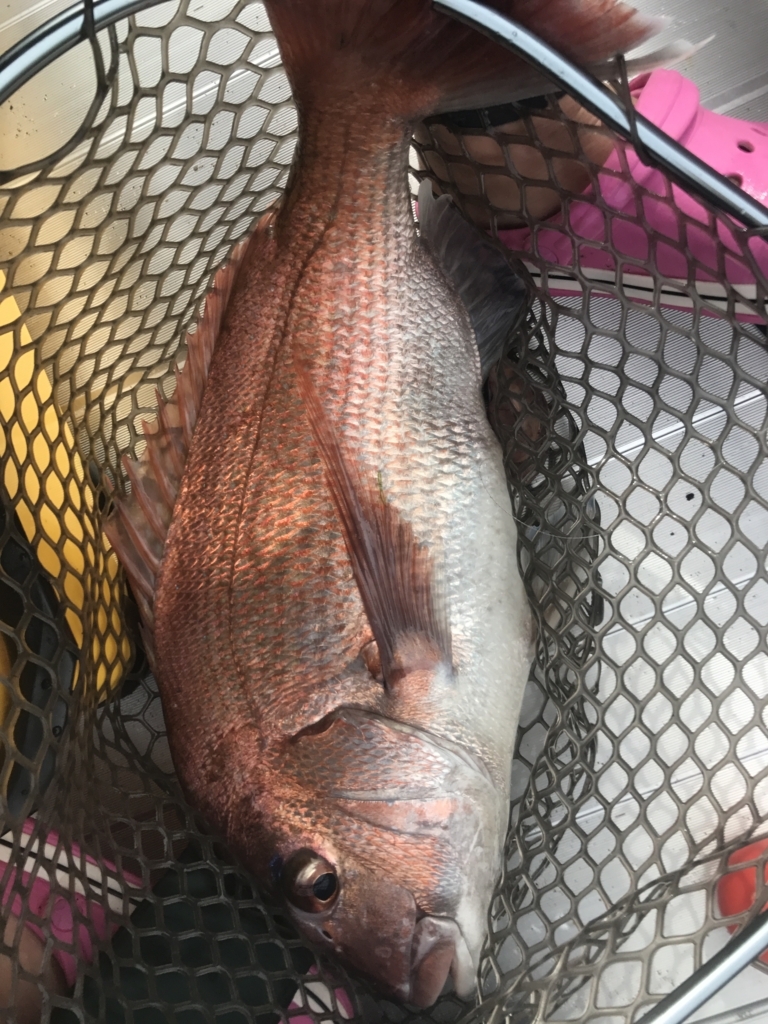 f:id:torappi_kayak2016:20170619101627j:plain f:id:torappi_kayak2016:20170619101627j:plain