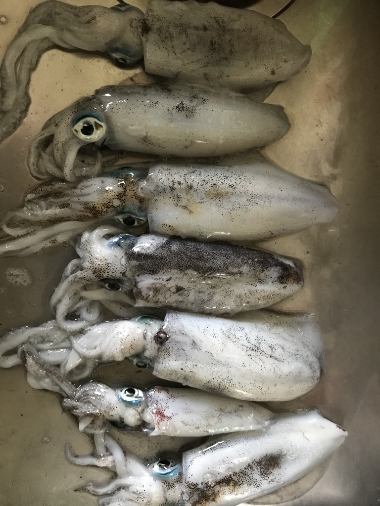 f:id:torappi_kayak2016:20180925145844j:plain f:id:torappi_kayak2016:20180925145844j:plain