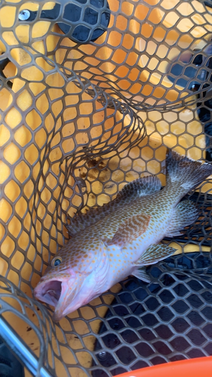 f:id:torappi_kayak2016:20201028212936j:plain f:id:torappi_kayak2016:20201028212936j:plain