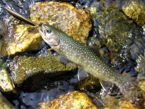 f:id:torauto1:20190202235822j:plain