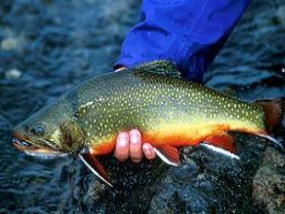 f:id:torauto1:20190203000336j:plain