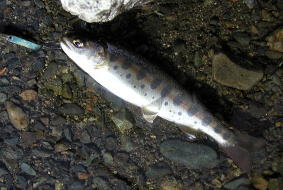 f:id:torauto1:20190203000517j:plain