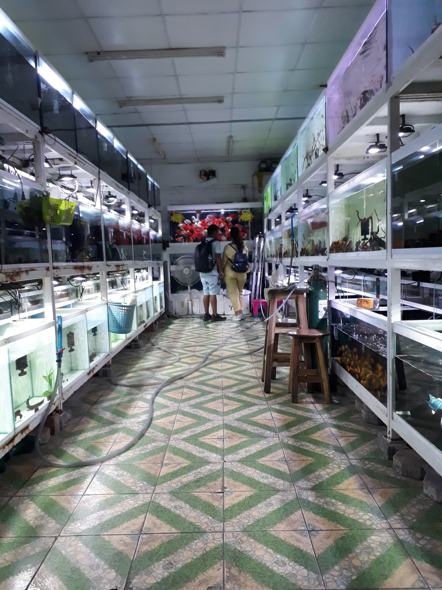 f:id:torauto1:20191110222254j:plain f:id:torauto1:20191110222254j:plain