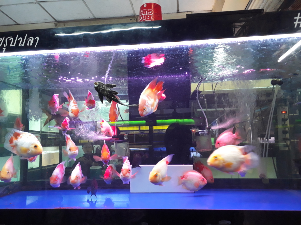 f:id:torauto1:20191110222414j:plain f:id:torauto1:20191110222414j:plain