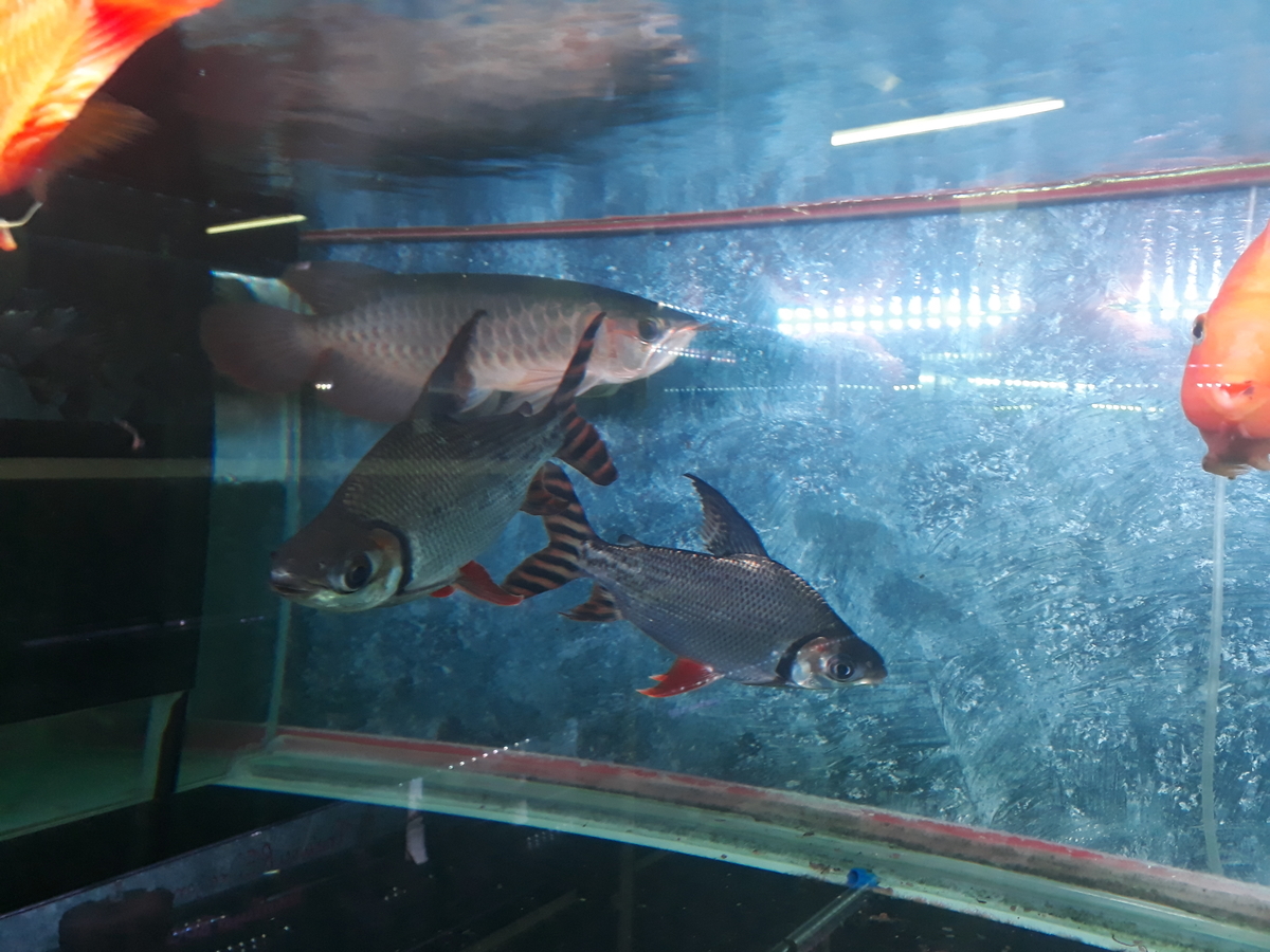 f:id:torauto1:20191110222443j:plain f:id:torauto1:20191110222443j:plain