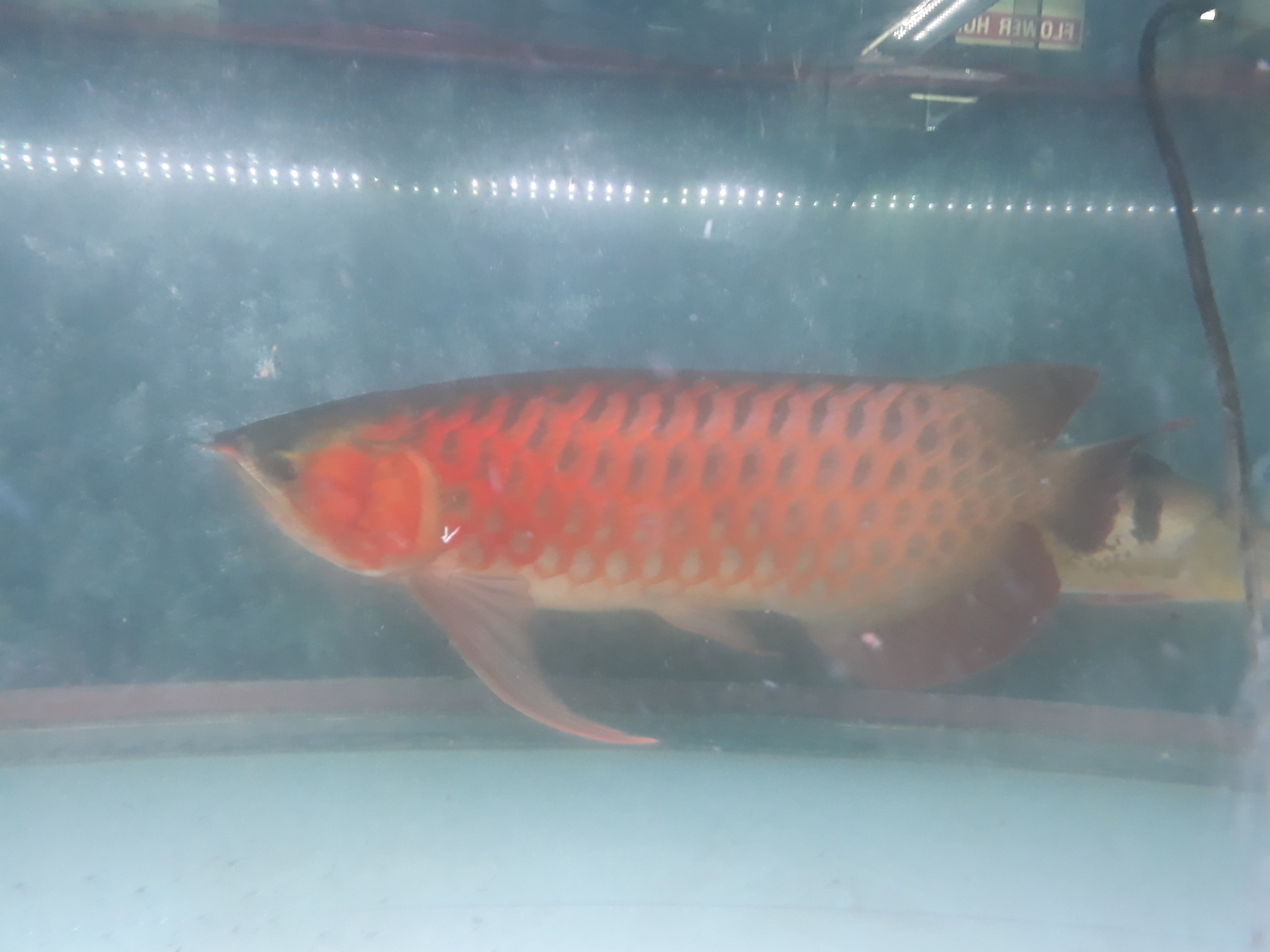 f:id:torauto1:20191110222510j:plain f:id:torauto1:20191110222510j:plain